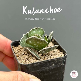 Kalanchoe rhombopilosa var. viridifolia ไม้อวบน้ำ กุหลาบหิน Cactus&amp;Succulent