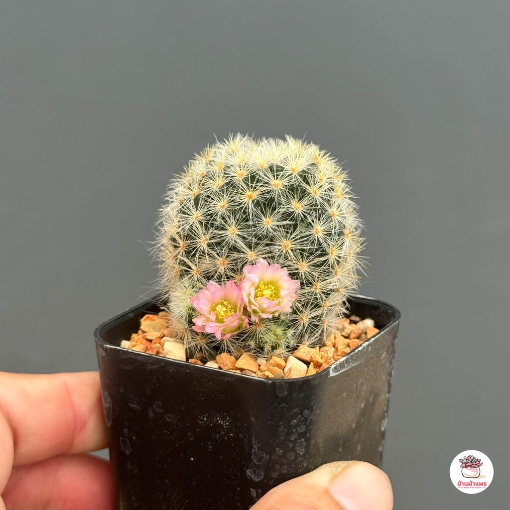 แมมเม็ดพริกดอกชมพู-mammillaria-prolifera-แคคตัส-กระบองเพชร-cactus-amp-succulent