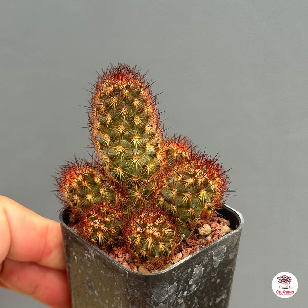 นิ้วแดง-mammillaria-elongata-cv-copper-king-แคคตัส-กระบองเพชร-cactus-amp-succulent