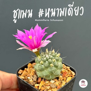 แมมมิลลาเรีย ชูแมนนิไอ #หนามเดี่ยว Mammillaria Schumannii แคคตัส กระบองเพชร cactus&amp;succulent