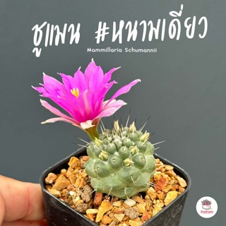 แมมมิลลาเรีย ชูแมนนิไอ #หนามเดี่ยว Mammillaria Schumannii แคคตัส กระบองเพชร cactus&amp;succulent