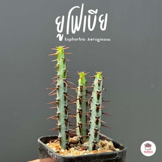 ยูโฟเบีย Euphorbia Aeruginosa แคคตัส กระบองเพชร cactus&amp;succulent