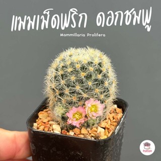 แมมเม็ดพริกดอกชมพู Mammillaria Prolifera แคคตัส กระบองเพชร cactus&amp;succulent