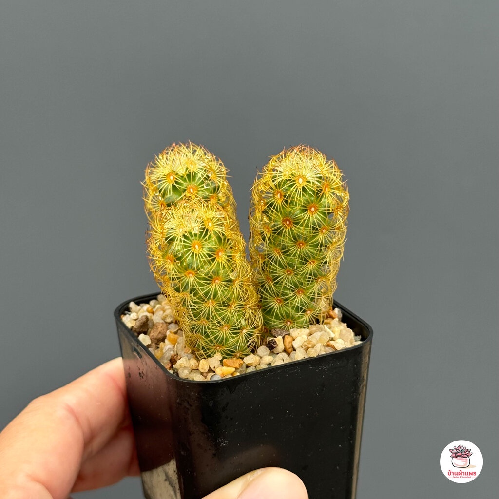 นิ้วทอง-mammillaria-elongata-แคคตัส-กระบองเพชร-cactus-amp-succulent