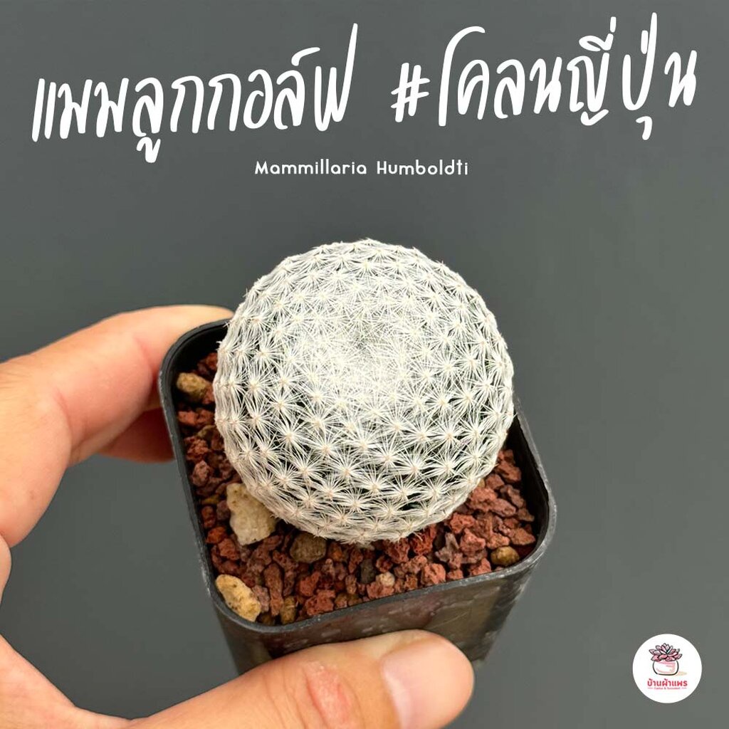 แมมลูกกอล์ฟ-โคลนญี่ปุ่น-mammillaria-humboldtii-แคคตัส-กระบองเพชร-cactus-amp-succulent