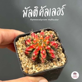 ยิมโนด่าง มัลติคัลเลอร์ ชำหน่อ Gymnocalycium แคคตัส กระบองเพชร cactus&amp;succulent