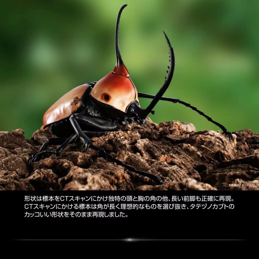 tongmeng-หนังสือชีววิทยา-รูปแมลง-ยูนิคอร์น-คิง-ดอกไม้-ด้วงยักษ์-04-frjl