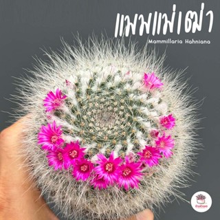 แมมแม่เฒ่า แมมฮาเนียน่า Mammillaria Hahniana แคคตัส กระบองเพชร cactus&amp;succulent