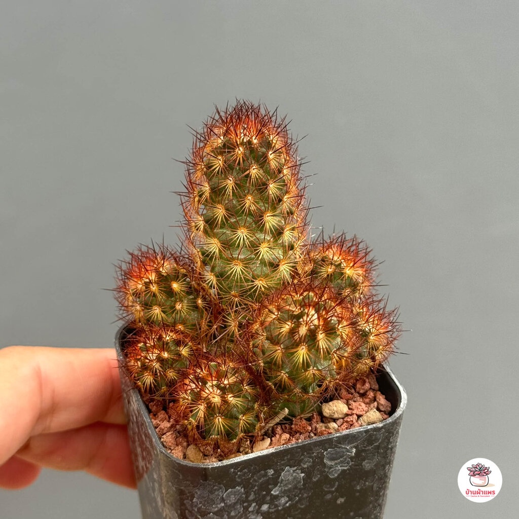 นิ้วแดง-mammillaria-elongata-cv-copper-king-แคคตัส-กระบองเพชร-cactus-amp-succulent