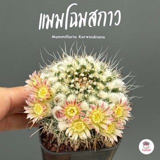 แมมโฉมสกาว Mammillaria Karwinskiana แคคตัส กระบองเพชร cactus&amp;succulent