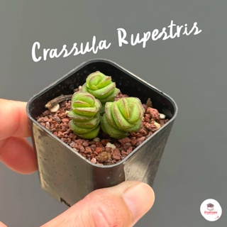 Crassula Rupestris ไม้อวบน้ำ กุหลาบหิน cactus&amp;succulentหลากหลายสายพันธุ์