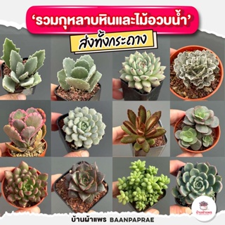 รวมกุหลาบหินและไม้อวบน้ำ #กระถาง2นิ้ว หลายสายพันธุ์ ส่งทั้งกระถาง cactus&amp;succulent