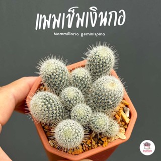 แมมเข็มเงินกอ #กระถาง2.5นิ้ว Mammillaria geminispina แคคตัส กระบองเพชร cactus&amp;succulent