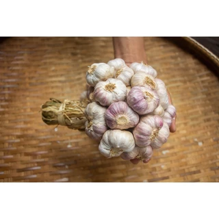 กระเทียมไทย กลีบม่วง ศรีสะเกษ 500 กรัม ครึ่งกิโลกรัม คัดพิเศษThai Garlic บรรจุ 500 -1000g photo