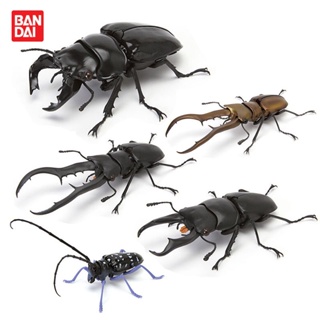 [Tongmeng] หนังสือภาพประกอบชีววิทยา 04 Stag Beetle Tarlandos Big Black Bright พร้อมส่ง VVCH