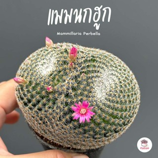 แมมนกฮูก Mammillaria Perbella แคคตัส กระบองเพชร cactus&amp;succulent