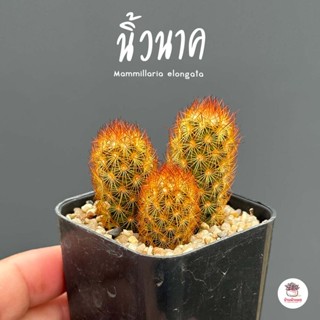 นิ้วนาค #ไซส์เล็ก Mammillaria elongata แคคตัส กระบองเพชร cactus&amp;succulent