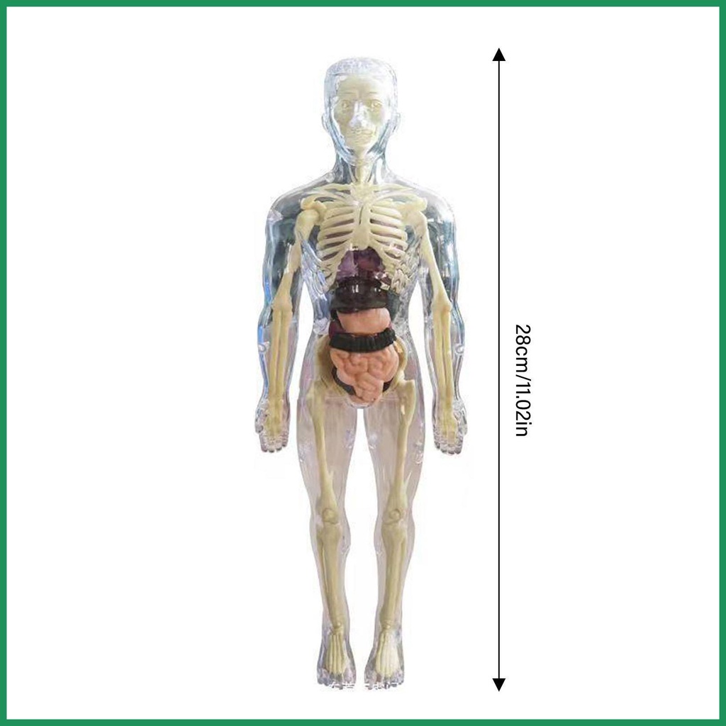 โมเดลกายวิภาคศาสตร์-3-มิติ-แบบนิ่ม-ถอดออกได้-สําหรับเด็ก