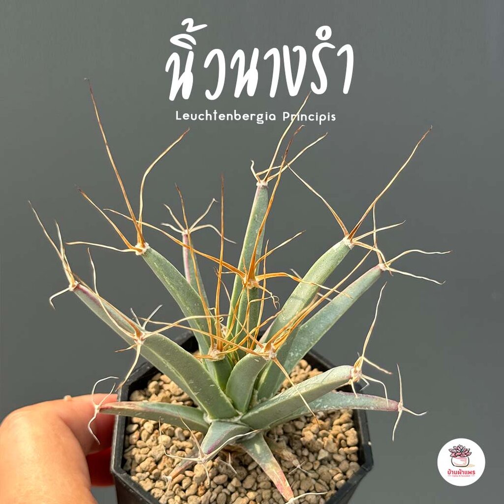 นิ้วนางรำ-กระถาง3นิ้ว-leuchtenbergia-principis-แคคตัส-กระบองเพชร-cactus-amp-succulent