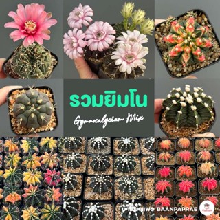 รวมยิมโน Gymnocalycium Mix แคคตัส กระบองเพชร cactus&amp;succulent