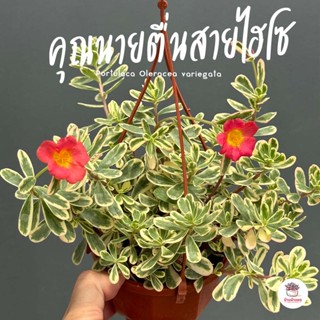 คุณนายตื่นสายไฮโซ Portulaca Oleracea variegata ไม้อวบน้ำ กุหลาบหิน แคคตัส กระบองเพชร cactus&amp;succulent