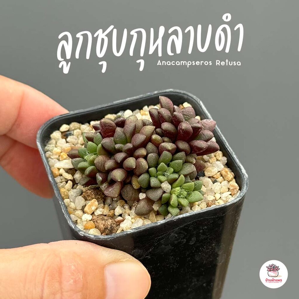 ลูกชุบกุหลาบดำ-anacampseros-retusa-ไม้อวบน้ำ-กุหลาบหิน-แคคตัส-กระบองเพชร-cactus-amp-succulent