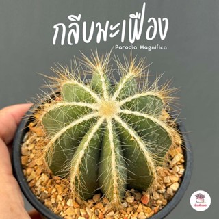 กลีบมะเฟือง Parodia Magnifica แคคตัส กระบองเพชร cactus&amp;succulent