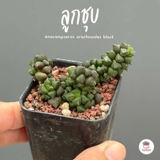 ลูกชุบ Anacampseros arachnoides black ไม้อวบน้ำ กุหลาบหิน แคคตัส กระบองเพชร cactus&amp;succulent