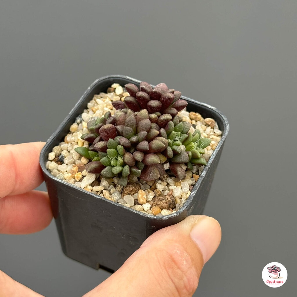 ลูกชุบกุหลาบดำ-anacampseros-retusa-ไม้อวบน้ำ-กุหลาบหิน-แคคตัส-กระบองเพชร-cactus-amp-succulent