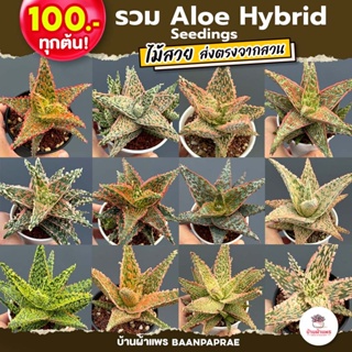 Aloe Hybrid seedlings อโลไฮบริด ไม้เมล็ด #100บาท ทุกต้น ไม้อวบน้ำ กุหลาบหิน cactus&amp;succulentหลากหลายสายพันธุ์