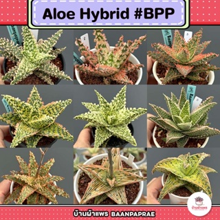 Aloe Hybrid อโลไฮบริด #BPP ไม้อวบน้ำ กุหลาบหิน cactus&succulentหลากหลายสายพันธุ์