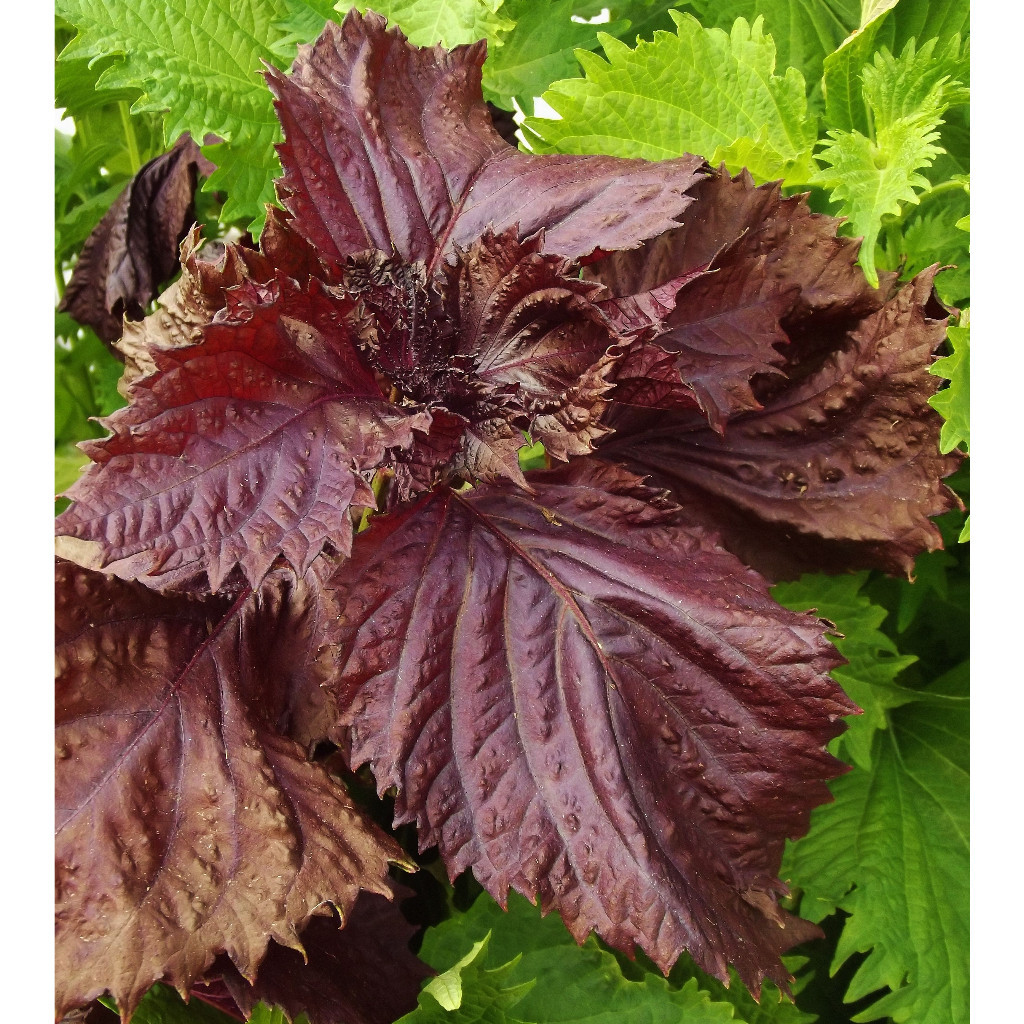 เมล็ดพันธุ์ ใบงาแดงเกาหลี ชิโสะแดง Red Perilla Shiso บรรจุ 40-100 เมล็ด ...