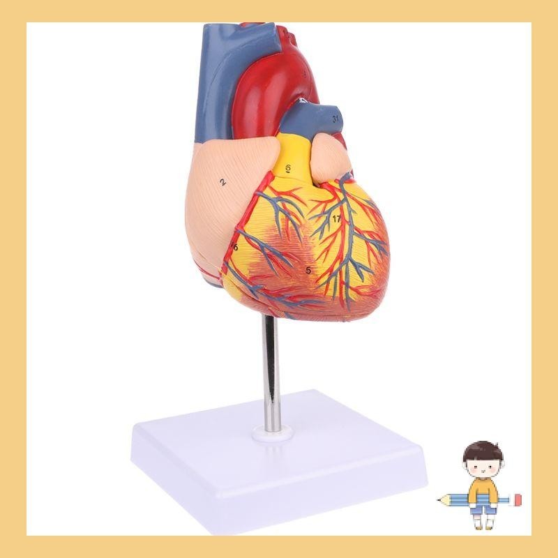 Stat Disassembled Anatomical Human Heart Model Anatomy Medical Teaching ...