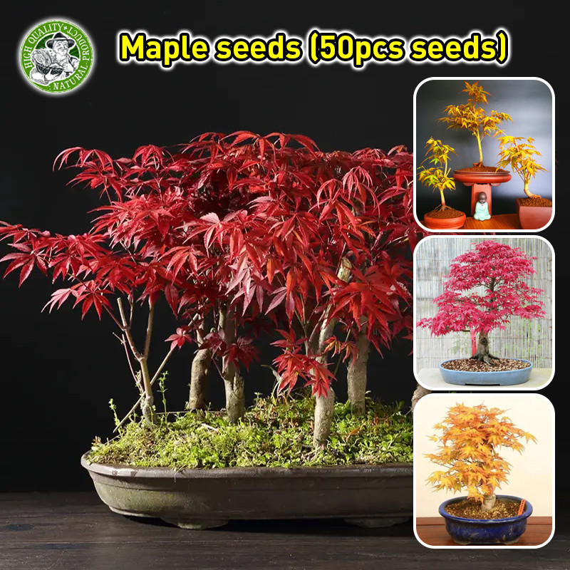 🌱ปลูกง่าย เมล็ดพันธุ์ ต้นเมเปิ้ล Japanese Red Maple Seeds Bonsai Tree Seed เมล็ดดอกไม้ บอนไซ บอนสีพันหายาก ต้นไม้ประดับ