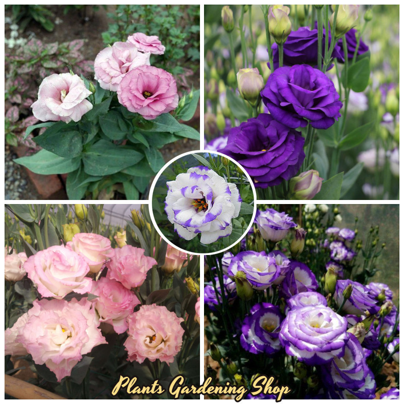 100 Stück Stockrosen Samen Winterhart Mehrjährig Blumensamen Mischung Garten Gartenblumen
