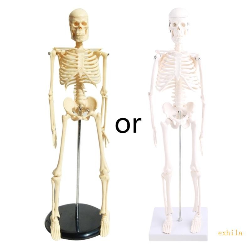 Exhila 17 นิ้ว Mini Human Skeleton Anatomy รุ่นวิทยาศาสตร์ห้องเรียน ...