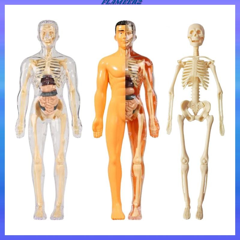 [Flameer2] การเรียนรู้ Prop Human Body Model ชุดวิทยาศาสตร์ Interactive ...