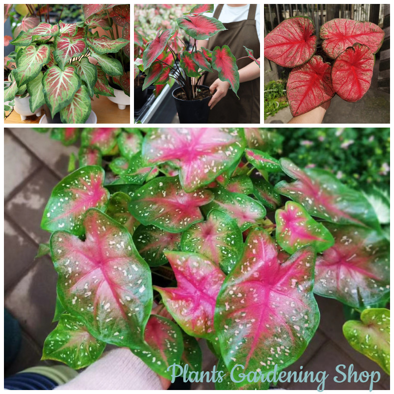 เมล็ดพันธุ์ บอนสี Mixed Caladium Seeds แต่ละแพ็คมี 100 เมล็ด ดอกไม้จริง ...