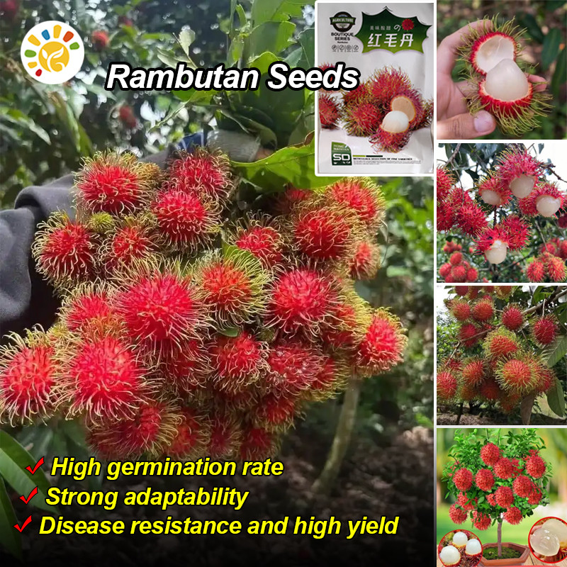 High Yield Red Rambutan Seeds (10 เมล็ด/ซอง) Rare Dwarf Rambutan Fruit ...