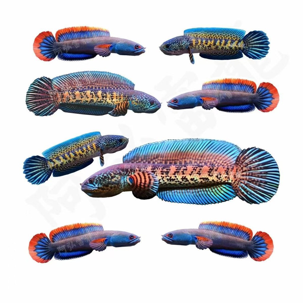 การฝึกอบรมการ์ดพลาสติกสองด้าน Ghost King Golden Fish การฝึกอบรม Cobra ...