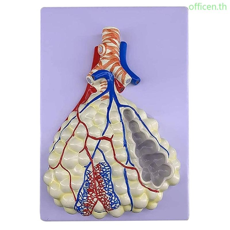 Cen Professional Human Respiratory System รุ่นขวา Bronchial Tree ...