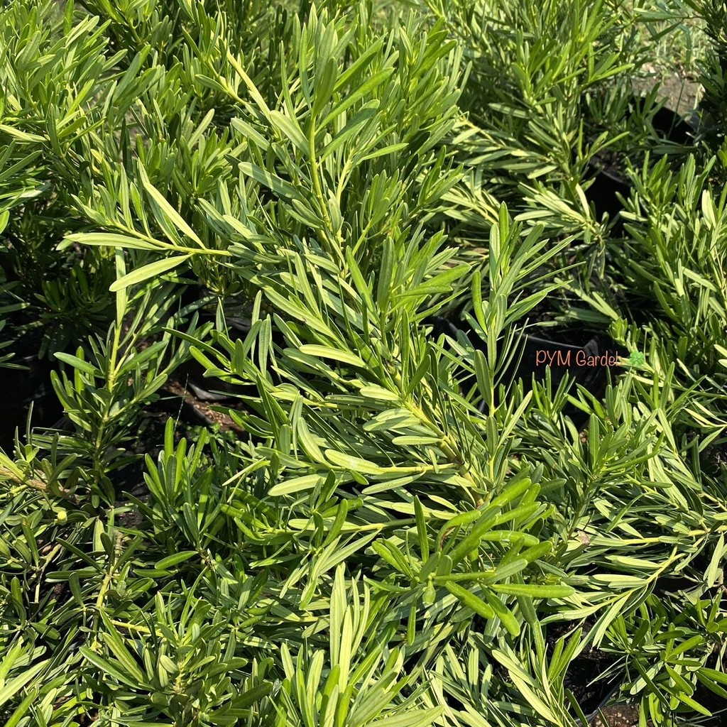 ต้นสนใบพาย สนใบพาย (Podocarps polystachyus) ไม้มงคล ต้นสวย (รับประกัน ...