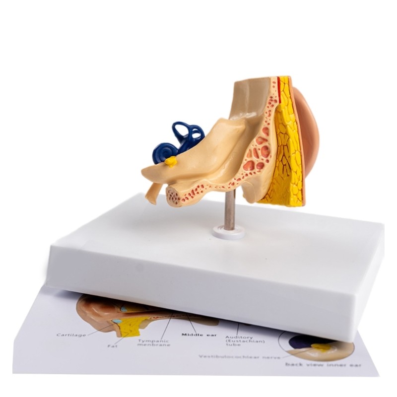 เมโลดี้* Anatomical Human Ear Model Human Ear Anatomy Model สําหรับ
