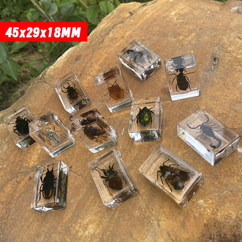 Real Insect Specimens Popular Science Teaching Aids Transparent Crystal ...