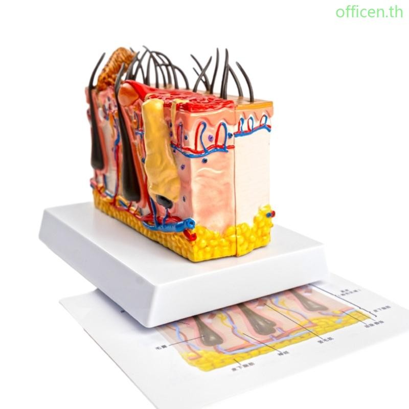 Cen Dog Skin Anatomy Model Veterinary Animal Model โมเดลผิวสุนัขกาย ...
