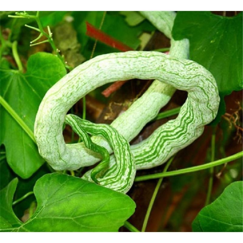 เมล็ดพันธุ์ บวบงู ยาวยักษ์ พันธุ์ อนาคอนด้า Anaconda Long Snake Gourd ...