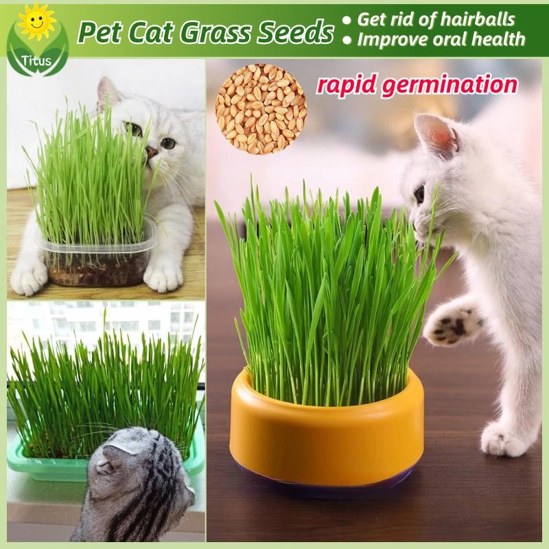 Natural Organic Wheat Cat Grass Seeds 50 Seeds