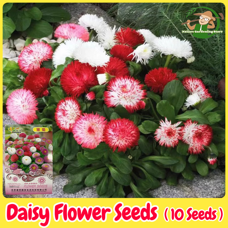 เมล็ดพันธุ์ ดอกเดซี่ เดซี่ บอนสี บรรจุ 10 เมล็ด คละสี Assorted Daisy ...