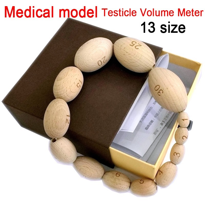 เครื่องวัดปริมาณอัณฑะ testis วัด Orchidometer การสอนทางการแพทย์ รุ่น 13 ...