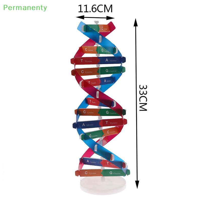 Man Genes DNA รุ่น Double Helix ของเล่นวิทยาศาสตร์การสอนการเรียนรู้ ...